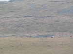 SX13048 Wild horses in Brecon Beacons.jpg